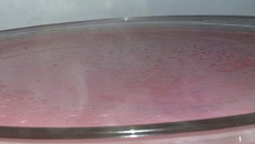 Mousse fácil de morango