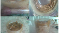 Mousse de doce de leite