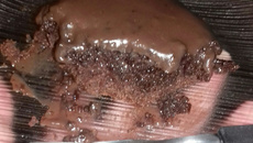 Floresta negra maluca