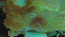 Lasanha à moda da casa