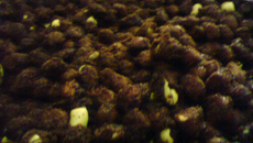 Amendoim crocante com chocolate