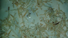 Panqueca de frango diferente