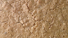 Bolo/biscoito da superfície lunar