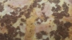 Lasanha com massa batida no liquidificador