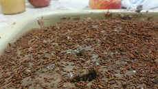 Recheio de chocolate para bolo