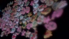 Bolachas de Natal da Dona Alma