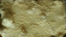 Couve-flor empanada ao molho branco