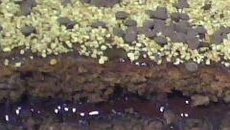 Bolo de chocolate com trufa de vinho