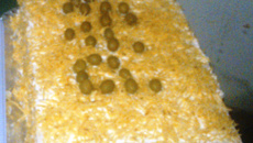 Sanduíche americano delícia