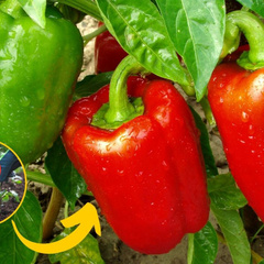 produtos-pe-de-pimentao Os três produtos que devem ser usados no pé de pimentão para acelerar o crescimento da planta