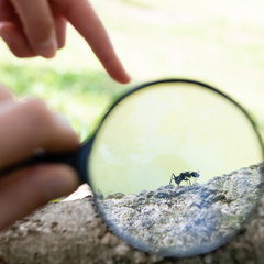 formiga-alta Dizem que comer formiga é bom pra vista, mas o que a ciência diz?