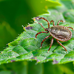 shutterstock-2494431259 Poucos sabem, mas essa planta é um ímã para carrapatos, não tenha no seu jardim!