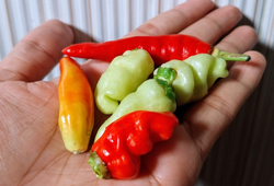 Pimenta não é tudo igual: essa dica de uma participante do MasterChef Brasil deixou minhas receitas mais saborosas (a certa faz toda a diferença!)