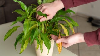 Jaime Gumiel, jardineiro: "Um limão salvou todas as minhas plantas de secarem e ficarem com folhas amarelas."