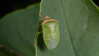 Chega de percevejos no jardim: o cheiro dessa planta ajuda a afastá-los sem precisar de pesticidas