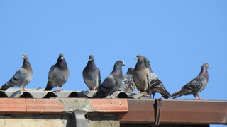 Chega de pombos no telhado: este truque caseiro ajuda a afastar as aves de uma vez por todas