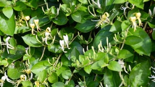 Se você é apaixonado por plantas, precisa conhecer essa trepadeira japonesa muito perfumada: ela está se tornando o sucesso dos jardins