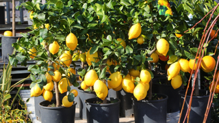 O segredo para ter limões o ano todo: como cultivar um limoeiro em vaso que nunca para de dar frutos