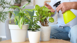 Você está regando suas plantas do jeito certo? Veja o que mudar para que cresçam fortes e saudáveis