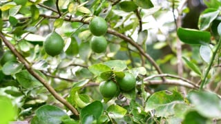 Especialistas em jardinagem concordam sobre os limoeiros: "Luz e água são essenciais para que produzam frutos."