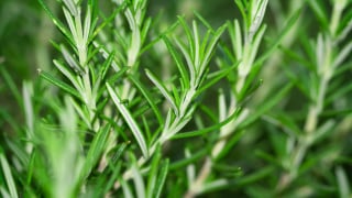 A melhor erva aromática para o fígado: reduz o inchaço e ativa a desintoxicação