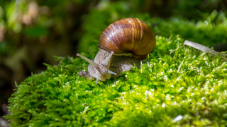 Se você vir um caracol andando pela sua casa ou jardim, nós lhe diremos o que isso significa e por que é algo bom