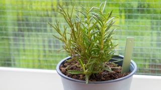 Não serve só como tempero: benefícios de colocar um vaso de alecrim no quarto