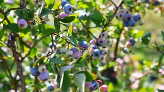 Chamado de “rei dos antioxidantes”: o fruto resistente, que faz bem para a saúde e é o queridinho das confeiteiras