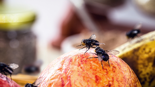 Adeus moscas na comida: o truque simples que mantém esses insetos bem longe da sua cozinha