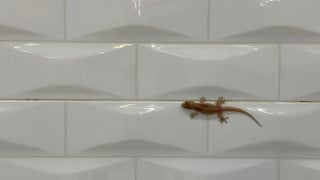 É isso que significa aparecer lagartixas na sua casa com frequência, de acordo com a ciência
