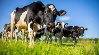 Cowgorithm: a IA fazendeira que comanda vacas pelo celular e economiza horas de trabalho no agro