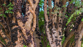 Dica de um amigo jardineiro: essas são as 8 árvores frutíferas que você pode plantar na calçada para deixar a frente da sua casa mais colorida