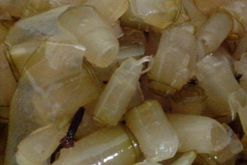 Doce de mamão enroladinho