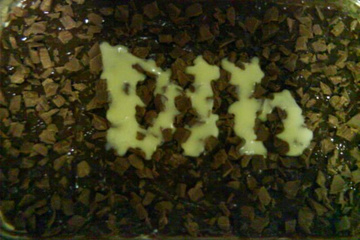 Pavê de Chocolate