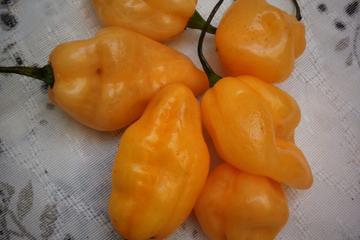 Molho de pimenta arriba saia