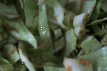 Salada de repolho com gengibre