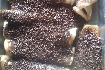 Panqueca doce de brigadeiro