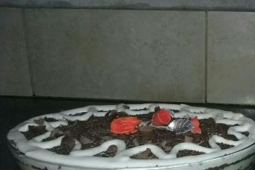 Meu pavê de coco e chocolate