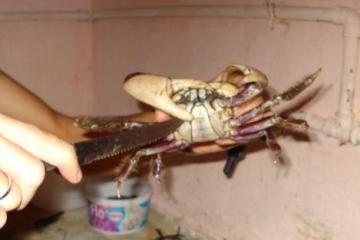 Caranguejada Pernambucana