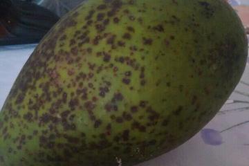 Sorvete de abacate