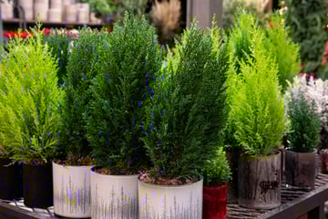 Melhor que árvore de Natal: essa é a planta que você precisa ter em casa em dezembro para decorar e perfumar o seu lar