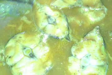 Ensopado de peixe