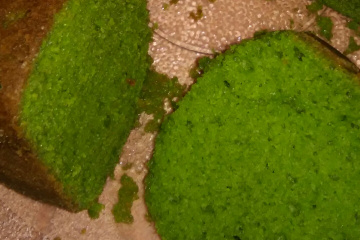 Bolo de agrião