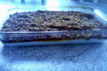 Gelado crocante