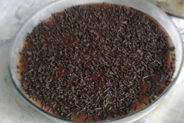 Torta de prestígio