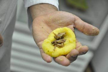 Bolinho de mandioca com recheio de carne seca