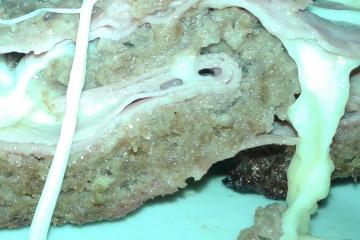 Rocambole de carne moída com queijo e presunto