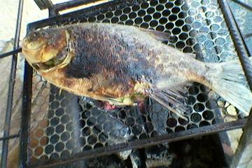 Pacu na churrasqueira