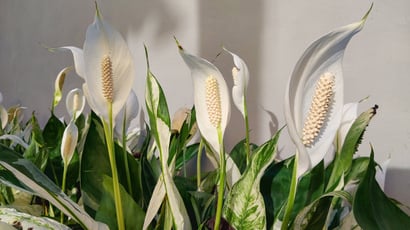 O que fazer quando o lírio-da-paz não floresce: essas são as mudanças no cuidado com a planta que farão as flores aparecerem
