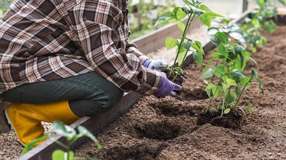 Os 3 vegetais para plantar a partir de 1º de novembro: crescem rápido, precisam de pouco espaço e podem ser colhidos no verão